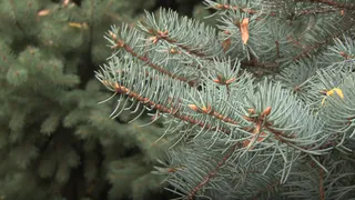 Вот и нет больше наших елок: деревья возле здания ФСО хотят спилить