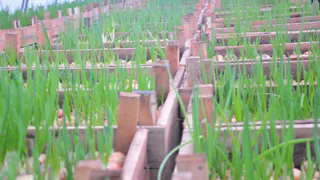 Получаю лук размером с яблоко благодаря дедовскому способу: всего 7 правил посадки в мае гарантируют отборный урожай