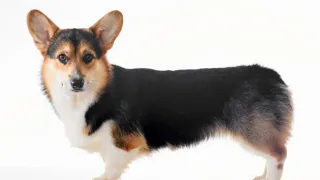 В Магнитогорске у женщины украли собаку дорогой породы по кличке Лада