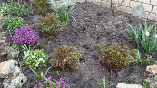 Перестала бороться с одуванчиками: почва улучшилась моментально – вот что нужно сделать