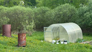 Вот что нужно огурцам для щедрого урожая: пять народных подкормок