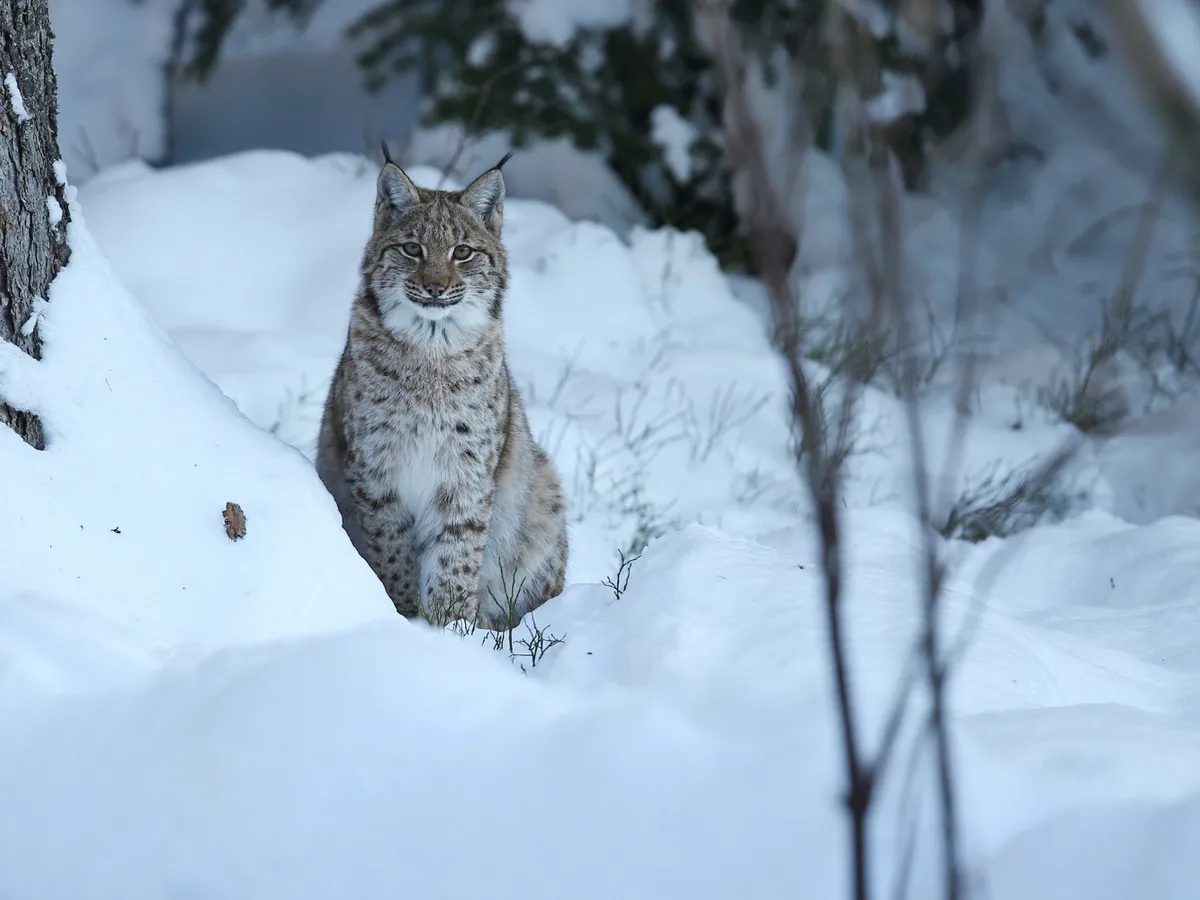 На территории Пензенской области найдены следы рыси
