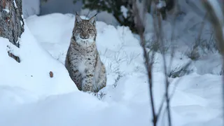 На территории Пензенской области найдены следы рыси