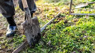 Заразиться опасными заболеваниями можно прямо на грядках