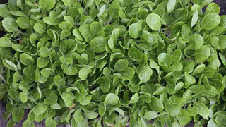 Рассада перцев вырастет мощной и крепкой нужна всего 1 ложка