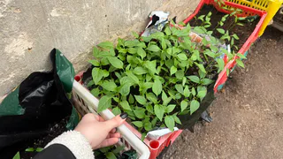 Почему нельзя ставить рассаду прямо на подоконник: агрономы 70-х называли эту «прослойку» обязательной