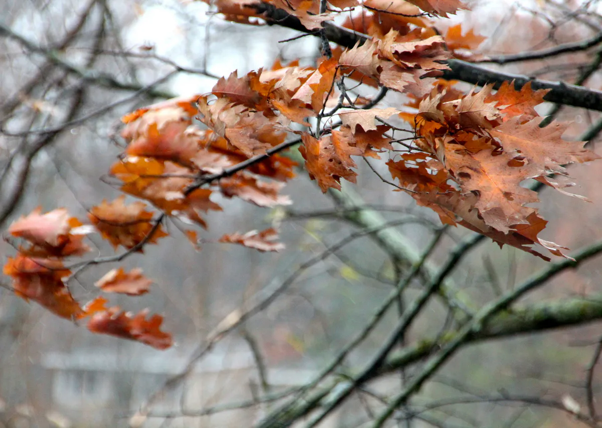 12 октября на территории Пензы ожидаются порывы ветра до 20 метров в секунду