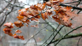 12 октября на территории Пензы ожидаются порывы ветра до 20 метров в секунду