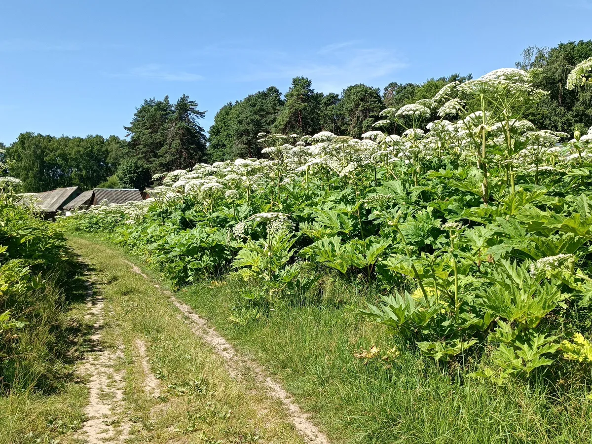 Борщевику крышка: прилетели заграничные комарики-ликвидаторы