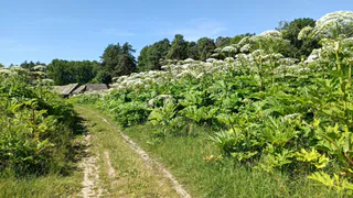 Борщевику крышка: прилетели заграничные комарики-ликвидаторы