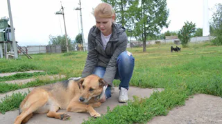 За 181 тысяч рублей: в ЦПКиО отремонтируют площадку для выгула собак