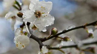 11 апреля в Рязанской области ожидаются заморозки до -2