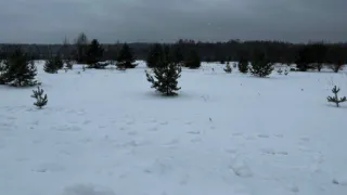 В Селивановском районе обнаружили ещё 378,2 гектара заросших участков