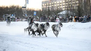 В Коми оленьи упряжки промчались по главной улице Воркуты