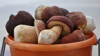 Под Рязанью старушка ушла за грибами и потерялась