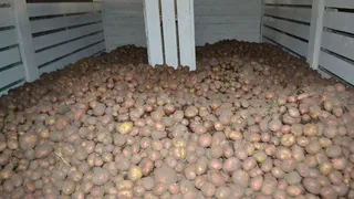 В Коми рассчитывают собрать 6 000 тонн картофеля в текущем году