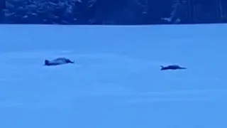 Зубров в Брасовском районе расстреляли со снегоходов