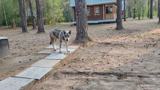 Любят своих хозяев до беспамятства: четыре породы собак, которые будут с вами везде