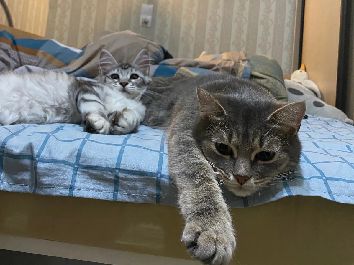 Почему кошка внимательно смотрит в лицо человеку - вы даже и не догадывались об истинной причине