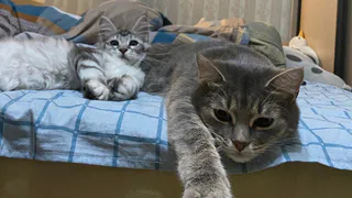 Правда ли, что сон с кошкой сокращает жизнь? Разбираю миф по частям