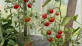 Увидела, как женщина покупает 27 пачек одного сорта томатов - не удержалась и тоже взяла. Меня ждал шок - вот что выросло