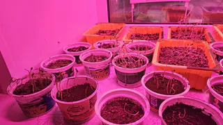 Купила за 17 рублей и полила рассаду - сразу "поперла" в рост. Отличная подкормка для перцев и томатов