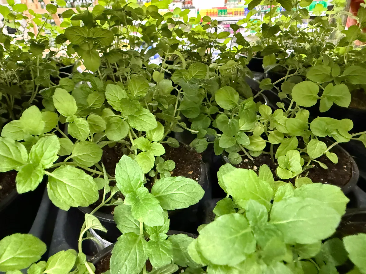 Секрет «жирного» стебля: как заставить рассаду расти как на дрожжах без капли химии - лайфхак от опытного дачника