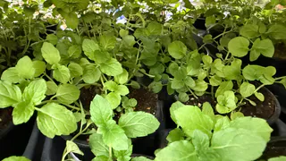 Секрет «жирного» стебля: как заставить рассаду расти как на дрожжах без капли химии - лайфхак от опытного дачника 