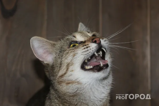 В Челябинской области более полугода орудует жестокий живодер, изуродовавший уже пятьдесят кошек