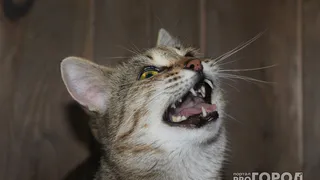 В Челябинской области более полугода орудует жестокий живодер, изуродовавший уже пятьдесят кошек