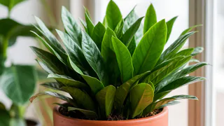 Для наращивания зеленой массы замиокулькасу — необходимо: 4 капли в воду — листья суккулента мясистые и блестящие