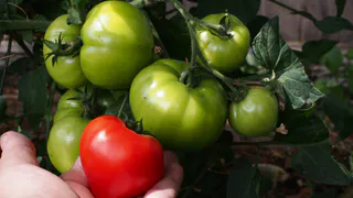 Конфетная фабрика, а не томат: самый подозрительный помидор оказался самым мясистым и сладким - фаворит посадок