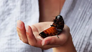 Приметы и запреты на 10 февраля: раздолье для кошек и... тараканов