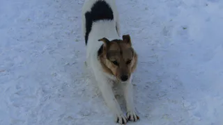 Рязанец жестоко расправился с бездомной дворнягой