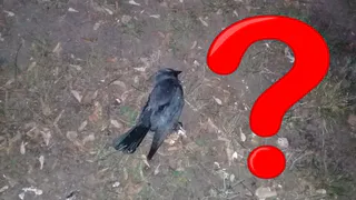 Причина смерти птиц - не в воздухе: как это аргументирует рязанское Управление ветеринарии