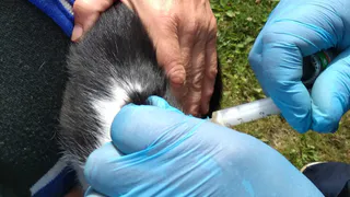 Бешенство: рязанку укусил зараженный хорек