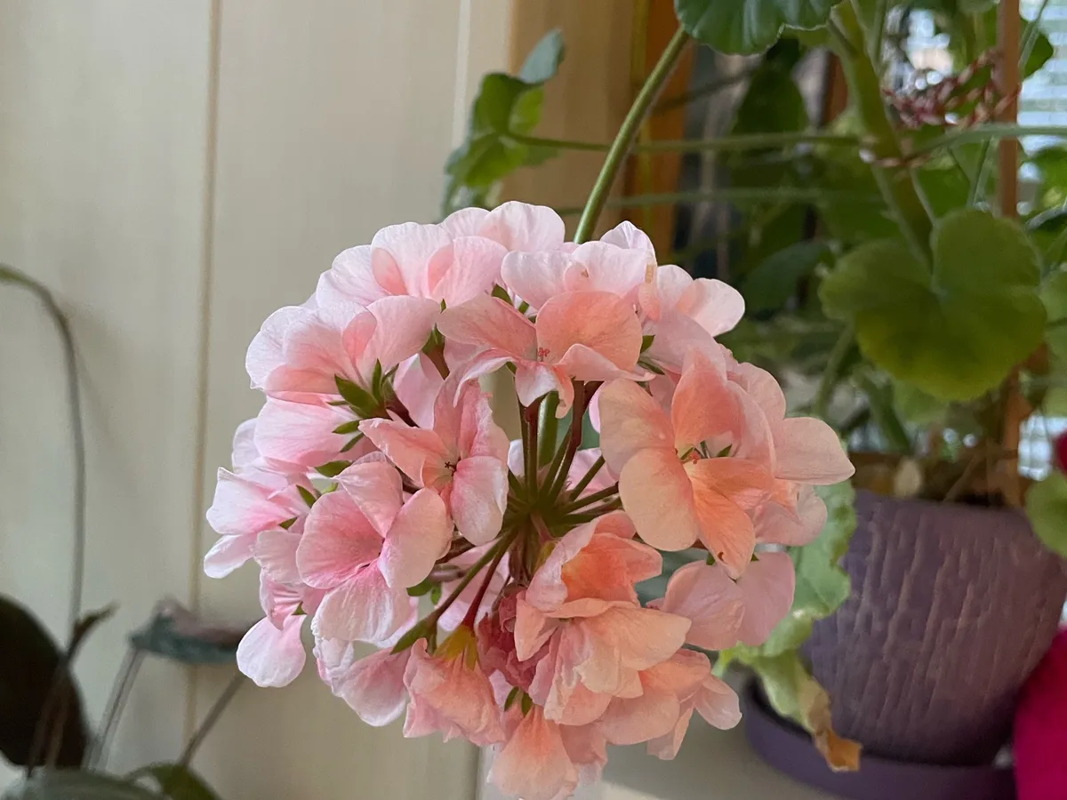 Формирую герань по американской технологии 70-х. Цветёт всю зиму, листья не желтеют до весны