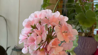 Формирую герань по американской технологии 70-х. Цветёт всю зиму, листья не желтеют до весны