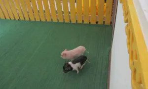 Россельхознадзор выявил в Сыктывкаре антикафе с мини-пигами без лицензии