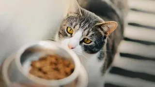 Стало известно, почему кошки начинают есть кактусы