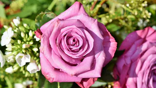 Открывайте розы весной только так: 4 признака и 1 трюк для пышного цветения