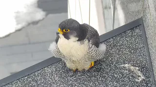 Сапсаны Уралсиба вернулись и принесли весну