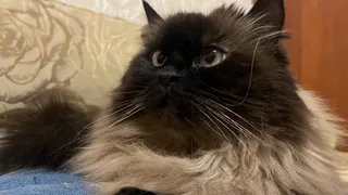 Почему кошки спят с человеком: 3 главные причины и важные моменты, о которых следует помнить