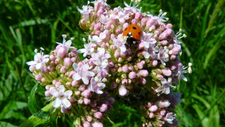 Воткнул черенок и ушел, к лету вымахает дерево: этот японский кустарник украшает участок лучше сирени, цветет до самой осени