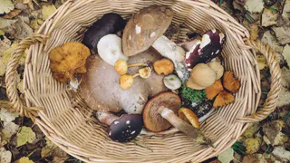 Колония и штраф 1 млн рублей. Россиян, которые ходят в лес, предупредили о новом правиле 