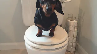 В Ирландии такса прославилась умением держать предметы на голове