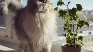 Сильвестр, Гордон Бомбей, Стёпка и еще двадцать котов читателей Pro Города