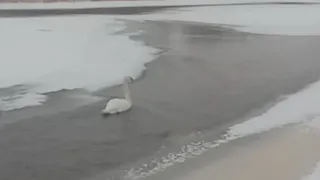 В Коми ранили птицу, которая не может улететь на юг вместе с возлюбленным