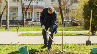 Николай Любимов посадил деревья в сквере Маргелова и напомнил о празднике Победы