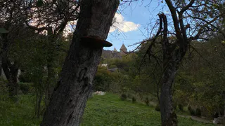 Рязанский лес возглавил рейтинг самых загадочных мест России